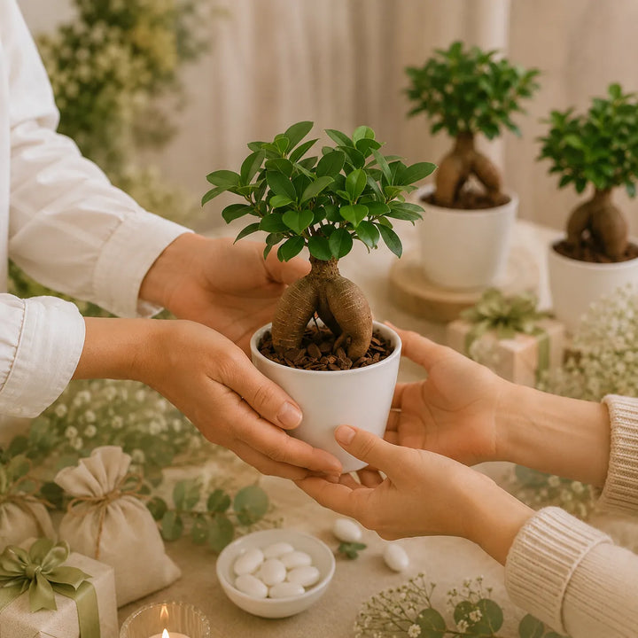 Mini Bonsai Ficus Ginseng in vaso bianco consegnato come bomboniera green elegante per matrimonio o evento speciale.
