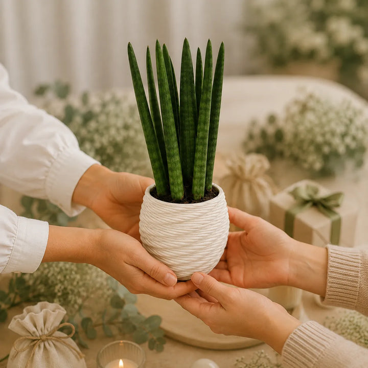 Mani che consegnano una Sansevieria Cylindrica in vaso bianco decorativo ideale come bomboniera green per matrimonio o evento.