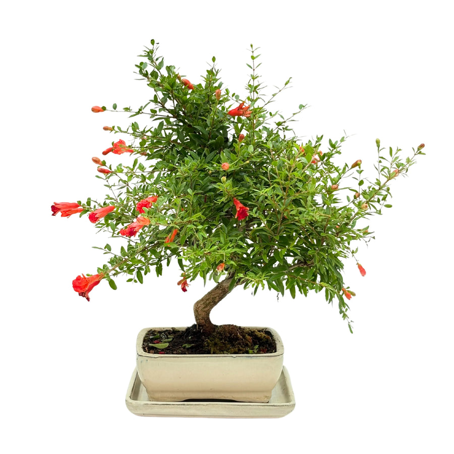 Bonsai 8 anni di Punica Grnatum, vista frontale