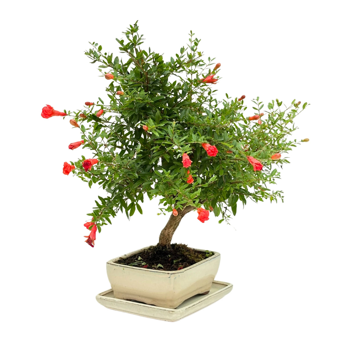 Bonsai Punica Granatum (Melograno) 8 Anni Collezione Premium — i Giardini  di Giulia