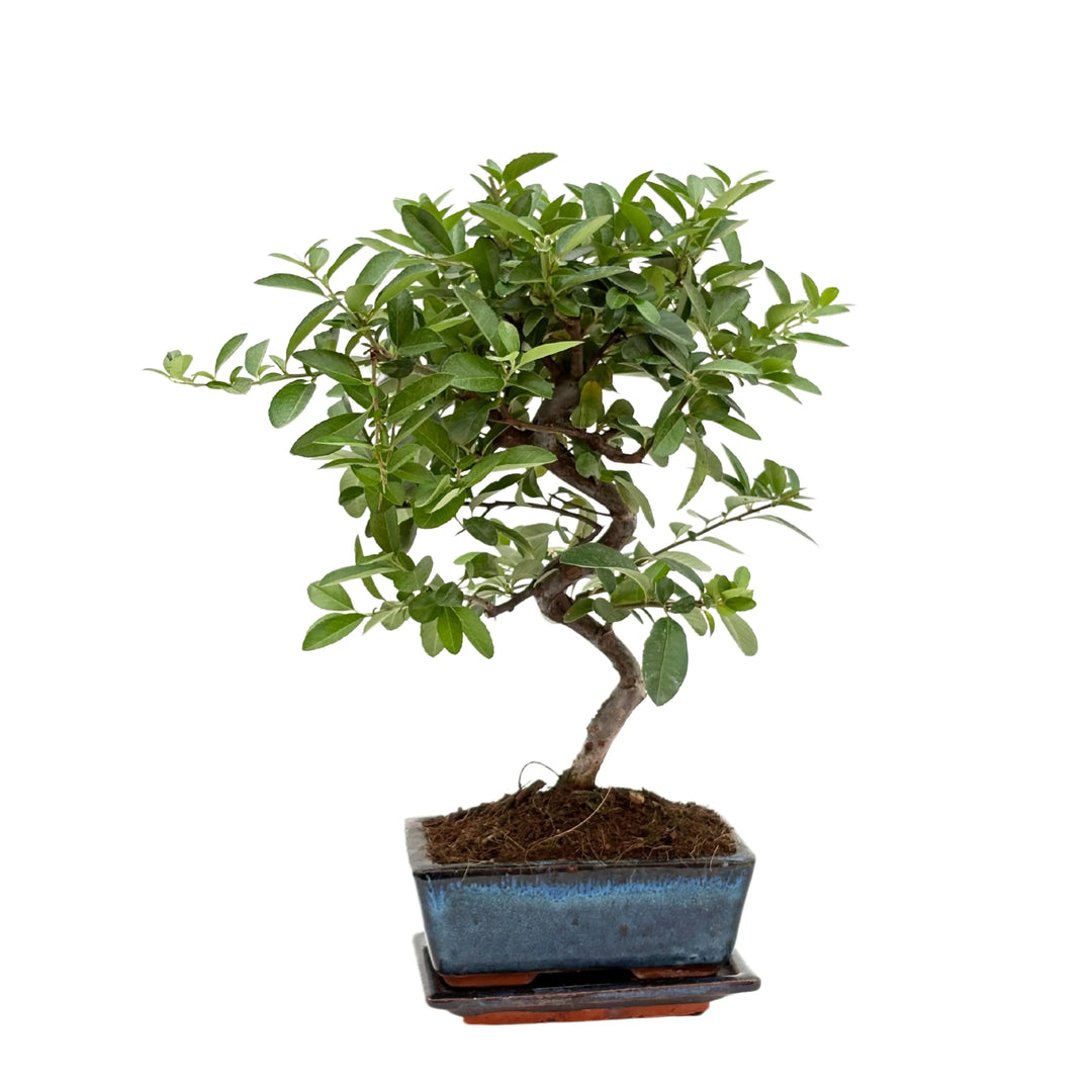 Bonsai Pyracantha 7 Anni - vista frontale con bacche rosse e gialle