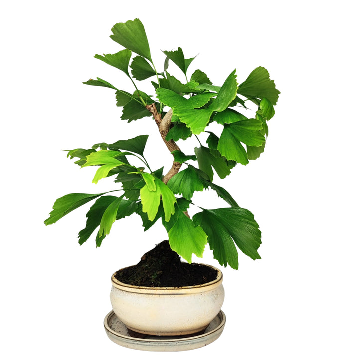Bonsai Ginkgo Biloba 8 anni in vaso tondo smaltato bianco, con chioma armoniosa