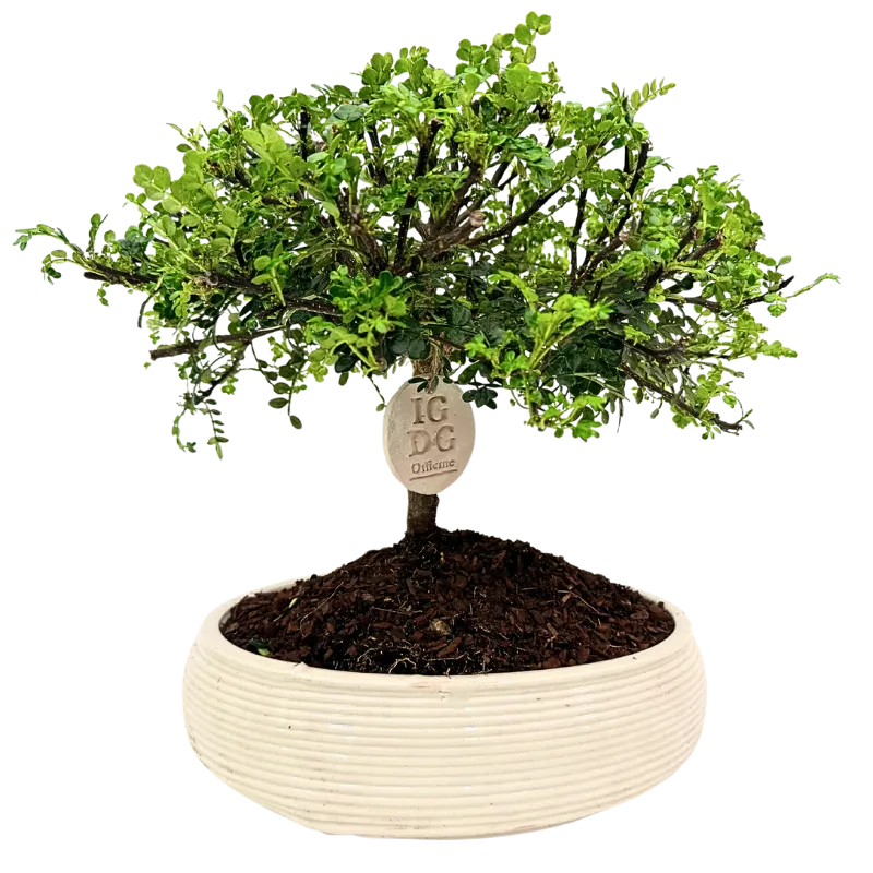 Bonsai Pepe in vaso ceramica artigianale ovale con etichetta IGDG Officine