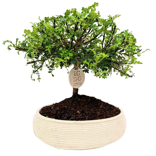 Bonsaï de poivre en pot en céramique artisanale Made in Italy