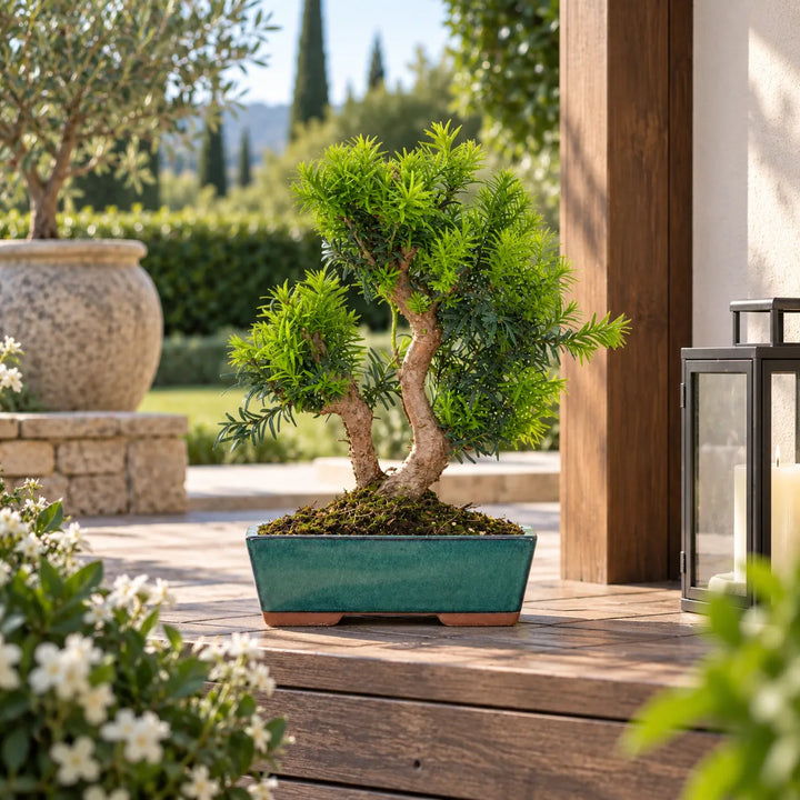 Bonsai Taxus Media di 12 anni con chioma compatta in vaso verde, ambientato su tavolo in legno in uno spazio esterno luminoso