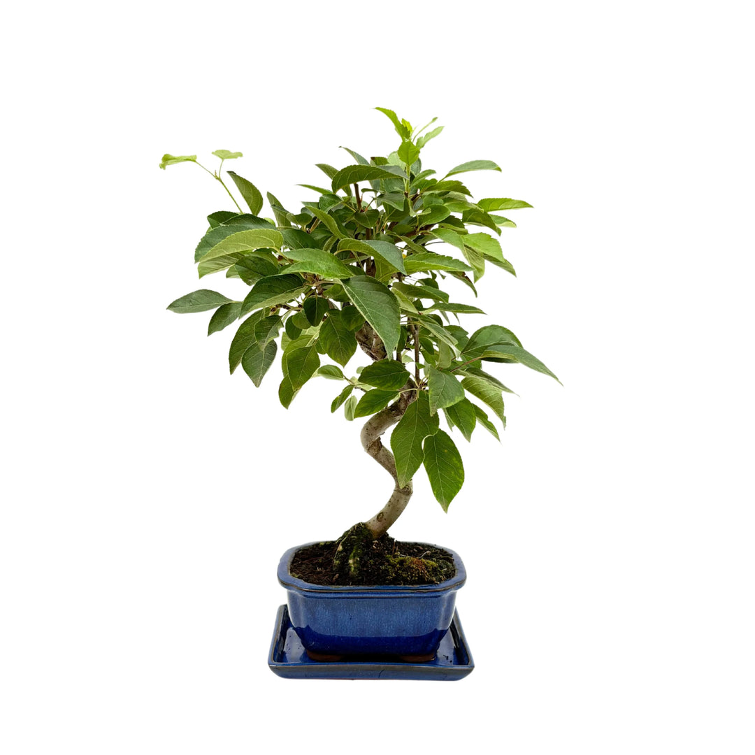 Bonsai Melo 8 Anni - esemplare in vaso e sottovaso in terracotta smaltato blu
