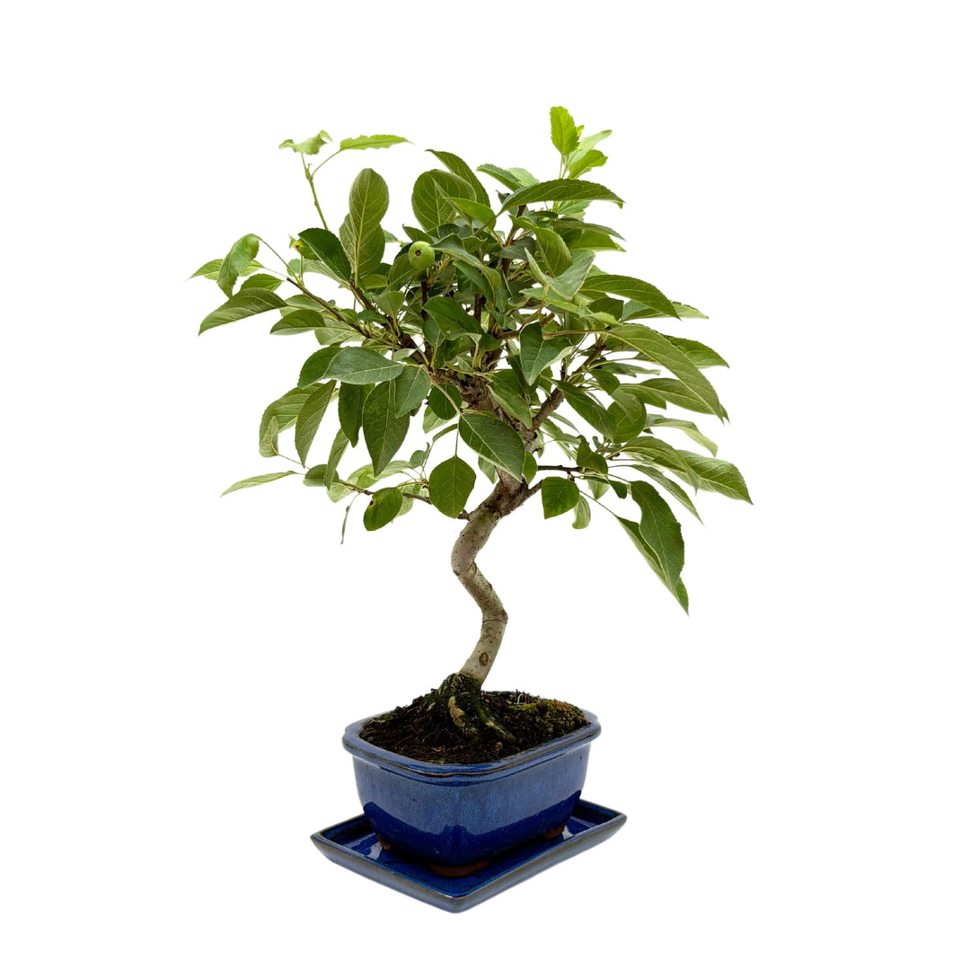 Bonsai Melo - vista laterale con fioritura e micro-frutti
