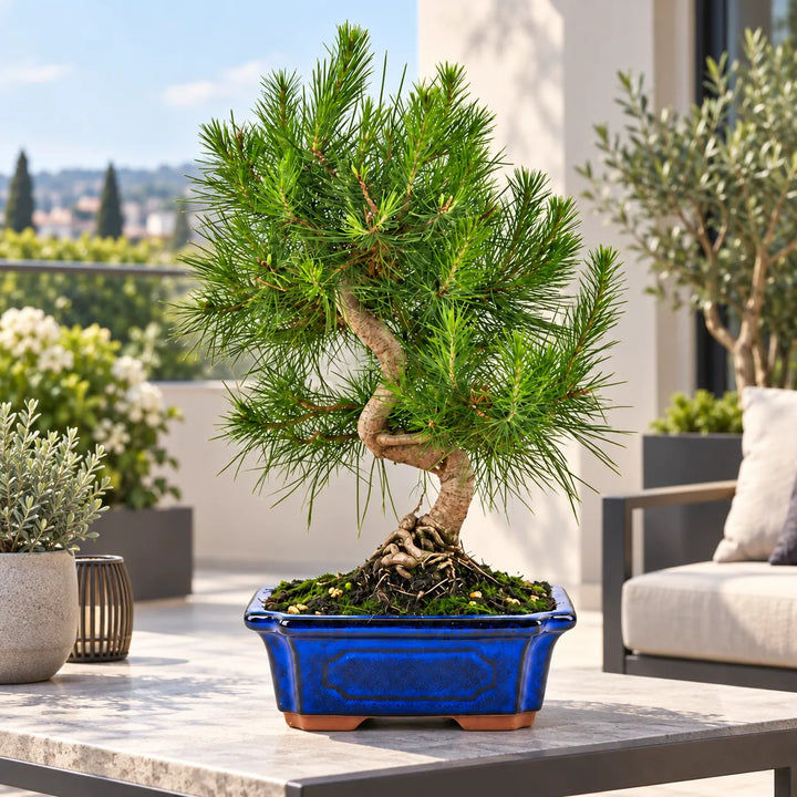 Bonsai di Pino d’Aleppo Pinus Halepensis di 9 anni in vaso blu, ambientato su terrazza moderna luminosa