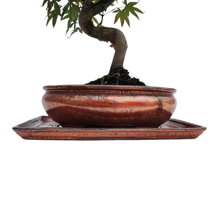 Dettaglio del vaso rosso smaltato con radici visibili di un Bonsai Acer Palmatum Atropurpureum da 20 anni

