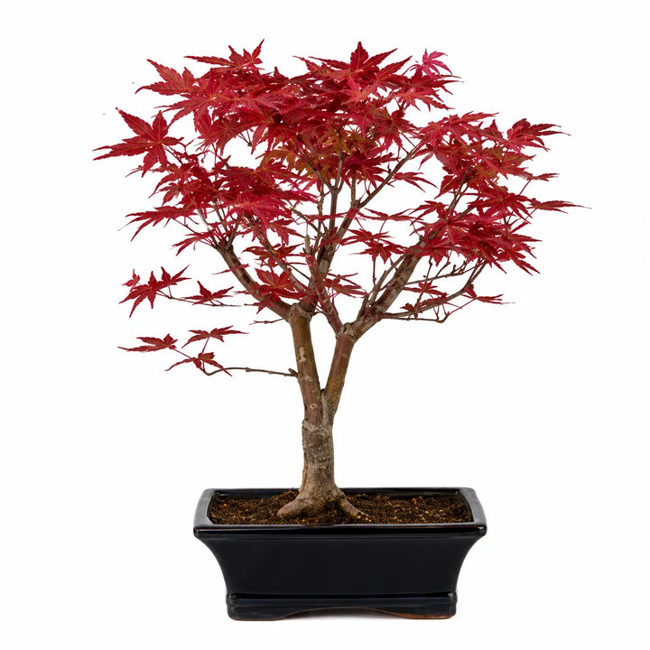Bonsai Acer Palmatum Atropurpureum con elegante tronco ramificato e foglie rosse su sfondo chiaro neutro in vaso nero rettangolare.