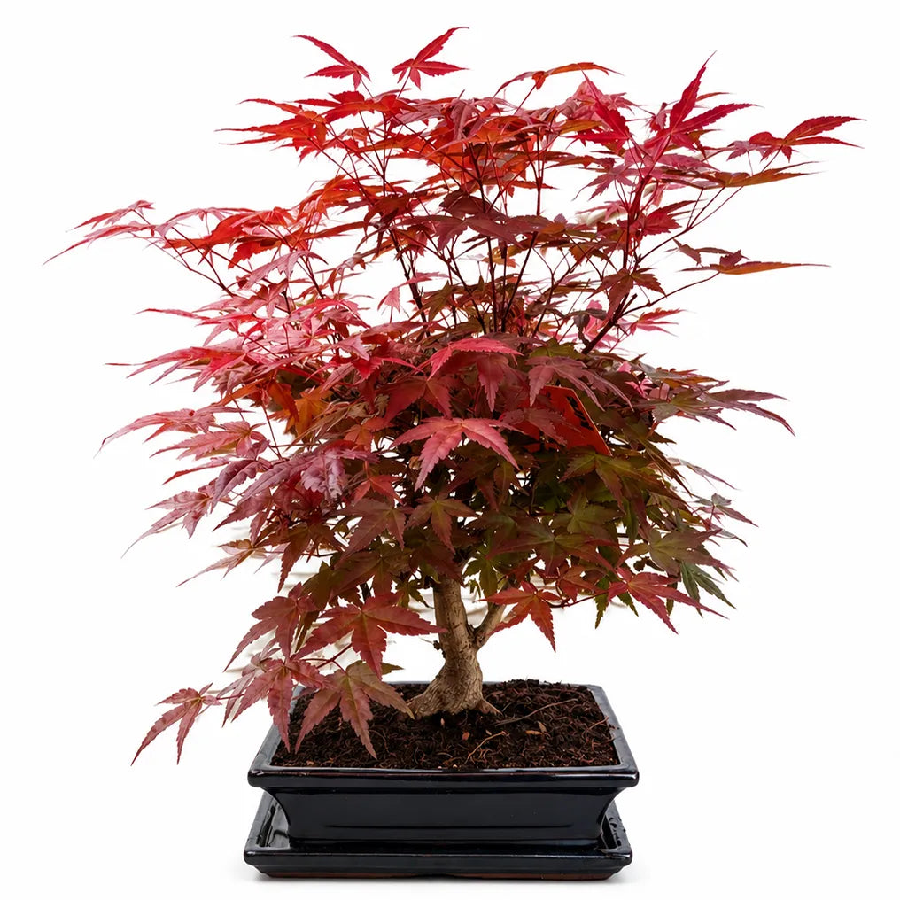 Bonsai Acer Palmatum Deshojo di 12 anni con foglie rosso intenso e vaso nero rettangolare ideale per arredo elegante da interno.