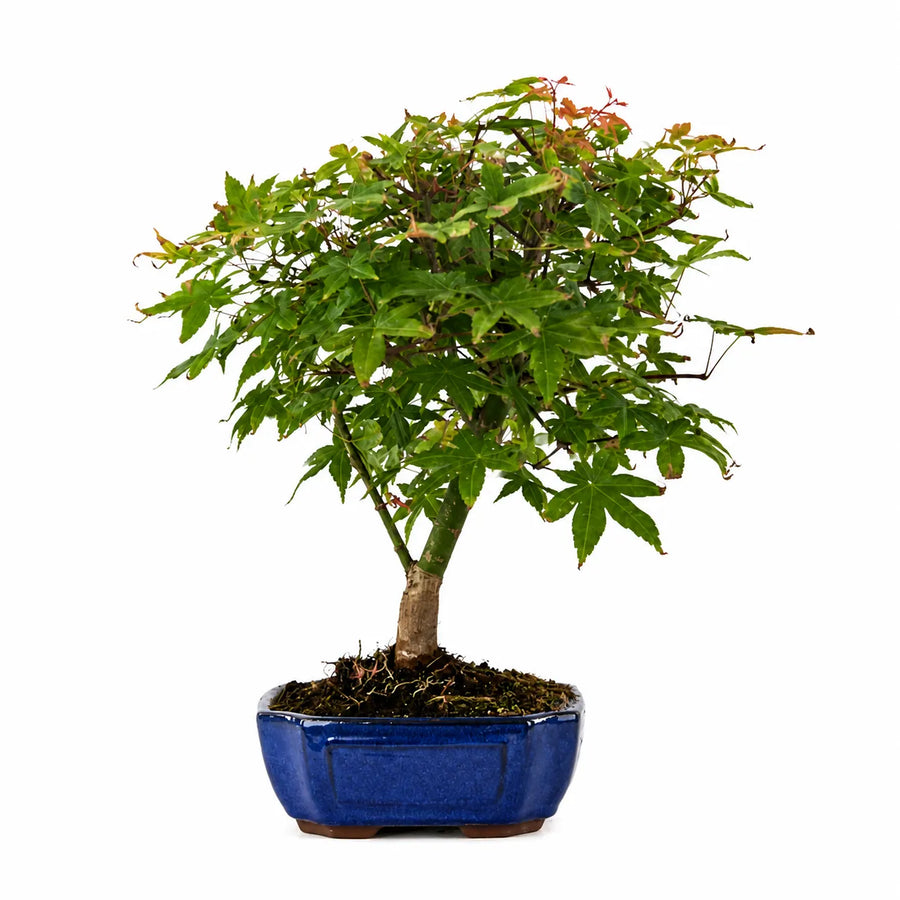 Bonsai Acer Palmatum Deshojo con foglie decorative verdi e rossastre in vaso bonsai blu su sfondo chiaro neutro.