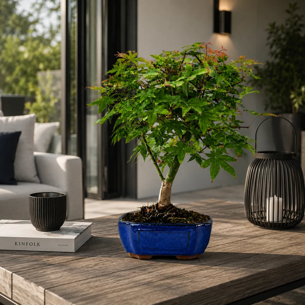 Bonsai Acero Giapponese Deshojo con chioma compatta verde e rossa in vaso blu su piano cucina elegante e luminoso.