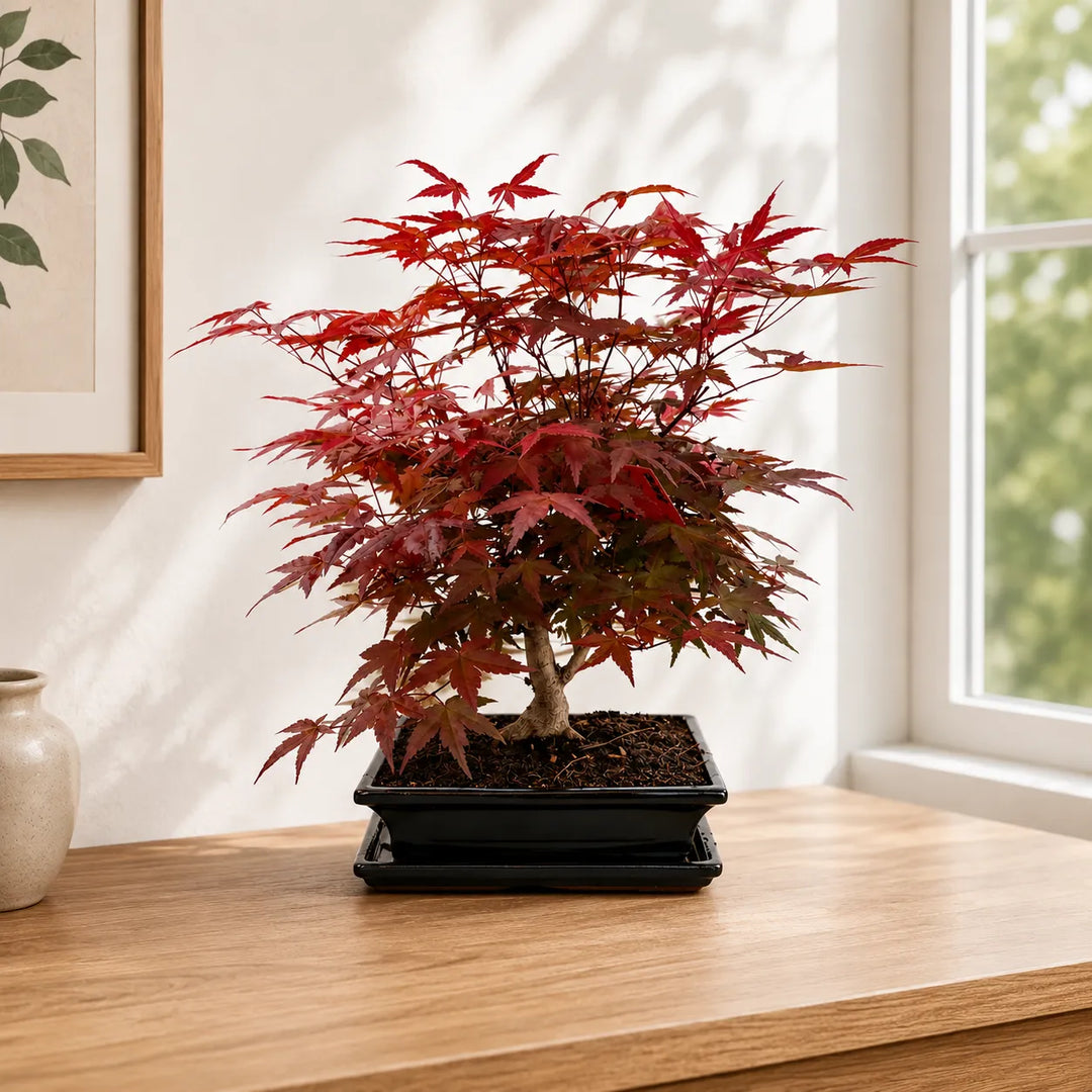 Bonsai Acer Palmatum Deshojo con foglie rosse ornamentali in vaso nero elegante su tavolo in legno vicino alla finestra.