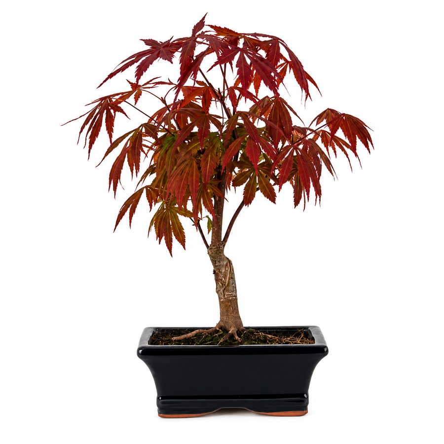 Bonsai Acer Palmatum con fogliame rosso intenso e vaso nero rettangolare fotografato su sfondo chiaro neutro.