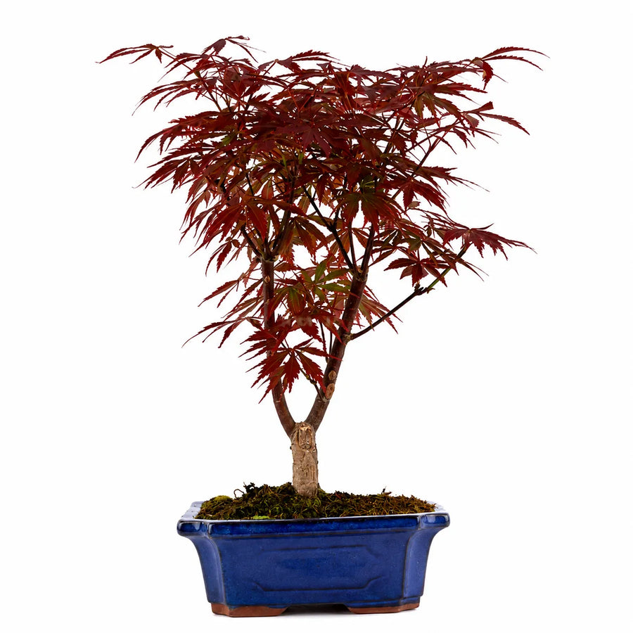 Bonsai Acer Palmatum Atropurpureum con elegante chioma rossa e vaso bonsai blu su sfondo chiaro neutro.
