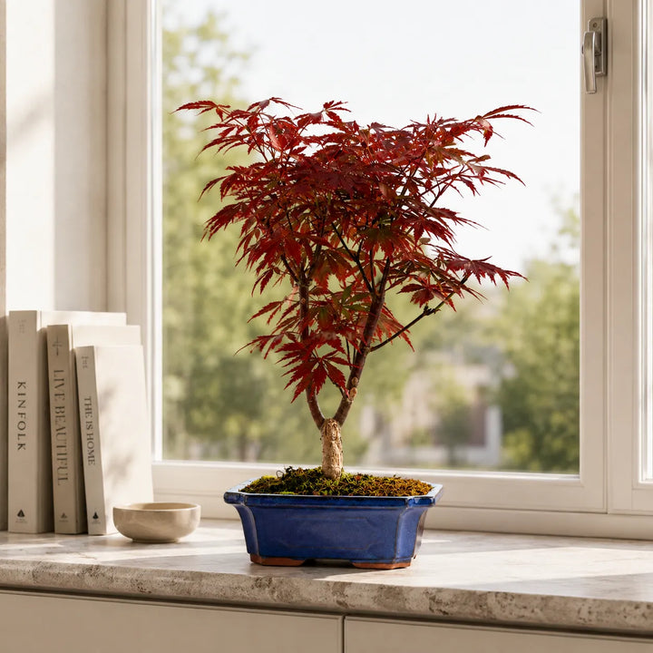 Bonsai Acer Palmatum Atropurpureum con chioma rossa decorativa posizionato su davanzale vicino a una grande finestra luminosa.