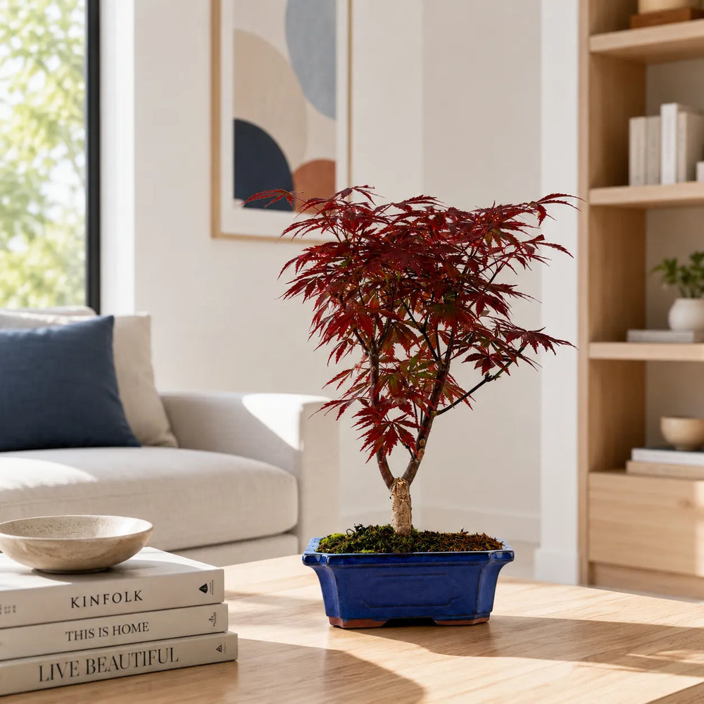 Bonsai Acer Palmatum Atropurpureum con foglie rosso bordeaux su tavolo in legno in soggiorno moderno elegante e luminoso.