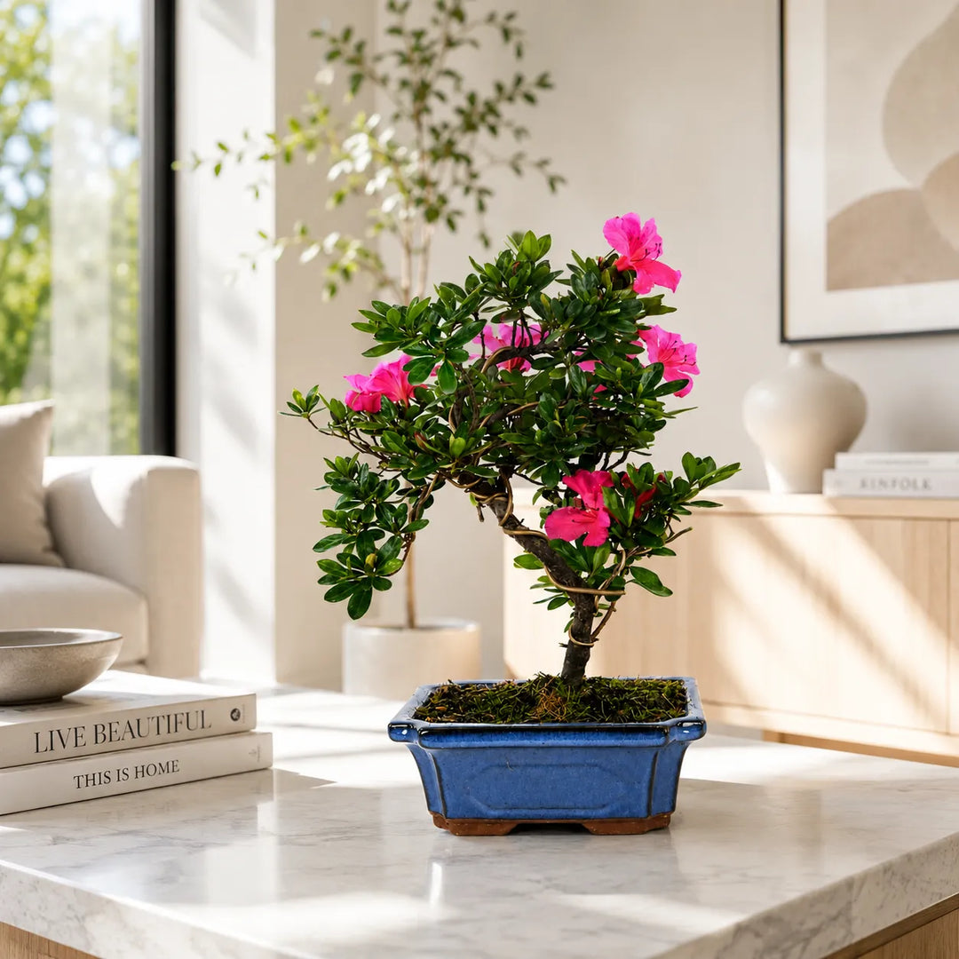 Bonsai Azalea in vaso blu smaltato con fiori rosa decorativi su piano in marmo in ambiente moderno luminoso.