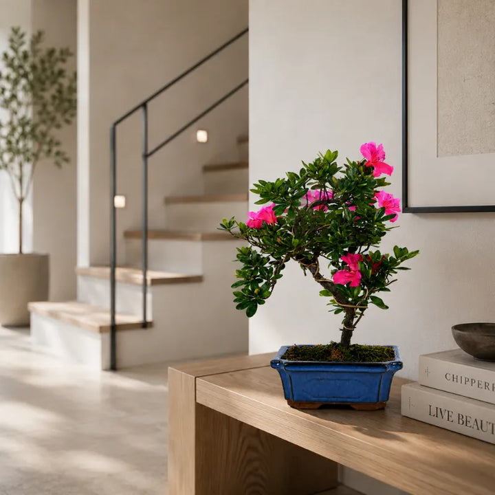 Bonsai Azalea con fioritura rosa intensa collocato su mobile in legno chiaro in soggiorno moderno dal design minimal.