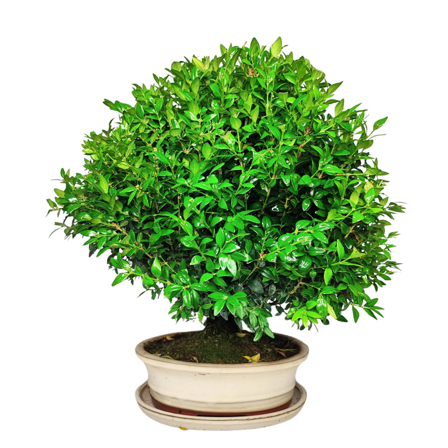 Bonsai Buxus della collezione premium con forma strutturata e fogliame denso in vaso artigianale



