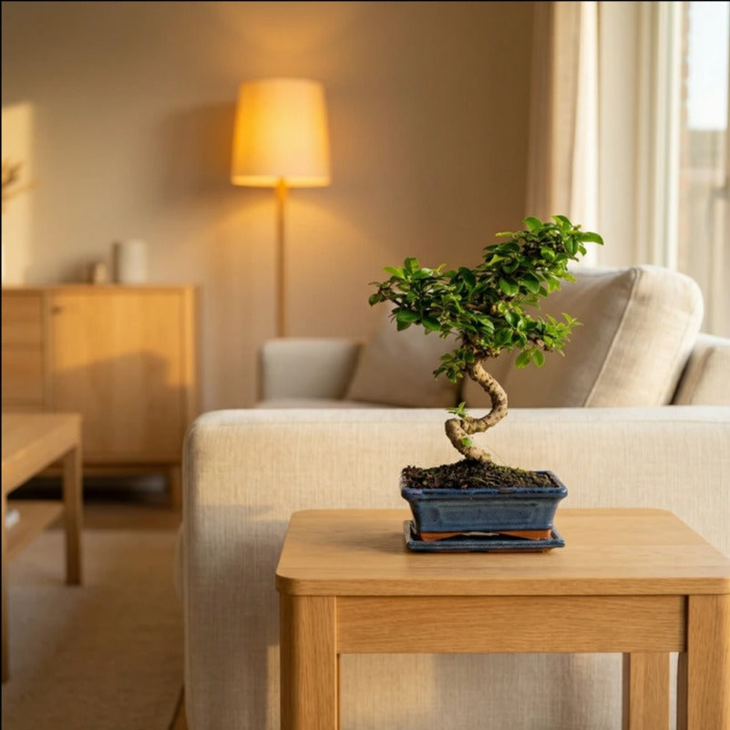 Bonsai Carmona - esemplare di 6 anni con tronco a S e chioma densa in vaso blu, posizionato su tavolino in soggiorno.