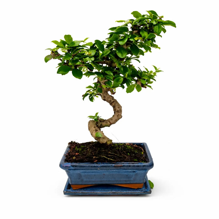 Bonsai Carmona Microphylla 6 anni - albero del tè di Fukien con foglie lucide e tronco sinuoso in vaso blu su sfondo bianco.