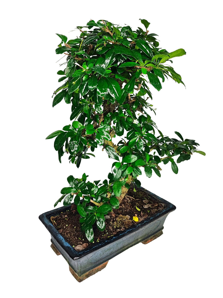 Bonsai Carmona S-Shape in vaso ceramica, tronco curvo e chioma armoniosa con fogliame verde intenso