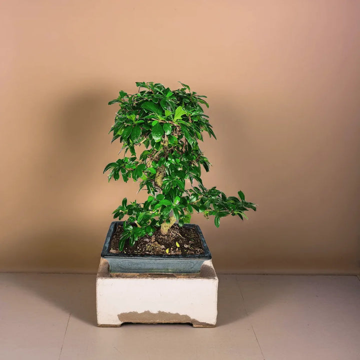 Tronco a S e foglie fitte del Bonsai Carmona S-Shape, pianta ornamentale elegante e facile da curare