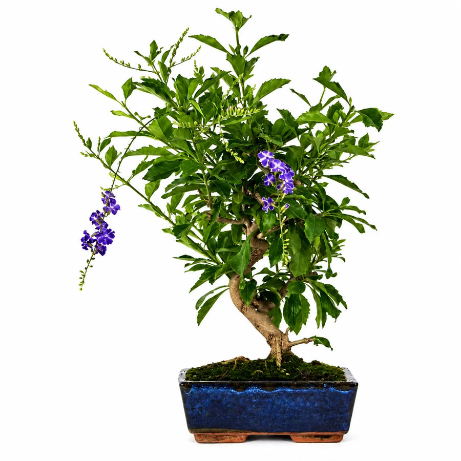 Bonsai Duranta con foglie verdi lucide e fiori viola ornamentali in vaso bonsai blu su sfondo chiaro neutro.