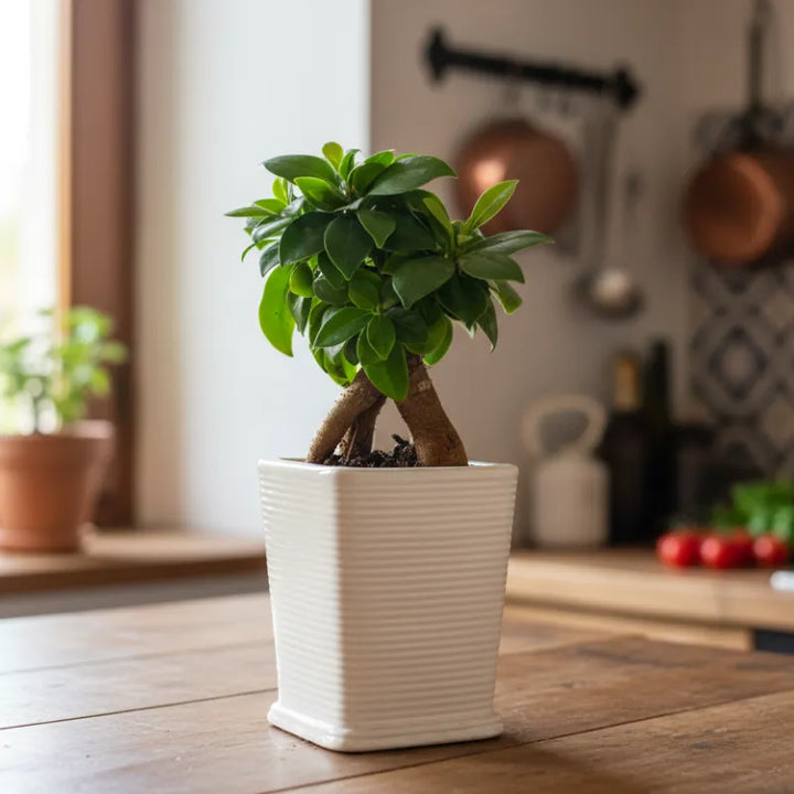 Bonsai Ficus Ginseng con vaso artigianale - vista dall'alto del fogliame