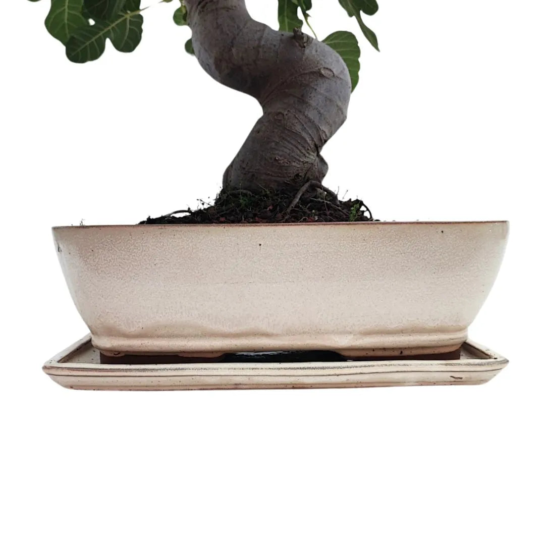 Dettaglio del tronco sinuoso del bonsai Ficus Carica di 22 anni, in vaso smaltato bianco rettangolare con sottovaso coordinato

