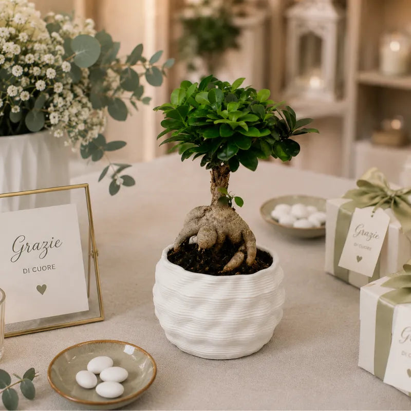 Bonsai Ficus Ginseng in vaso artigianale Athena L bianco utilizzato come decorazione raffinata per eventi e bomboniere green.