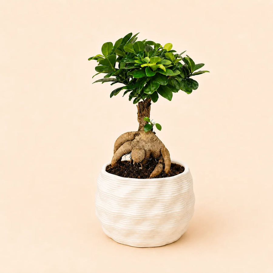 Bonsai Ficus Ginseng con radici decorative in vaso artigianale Athena L bianco in argilla, ideale come pianta da interno elegante.
