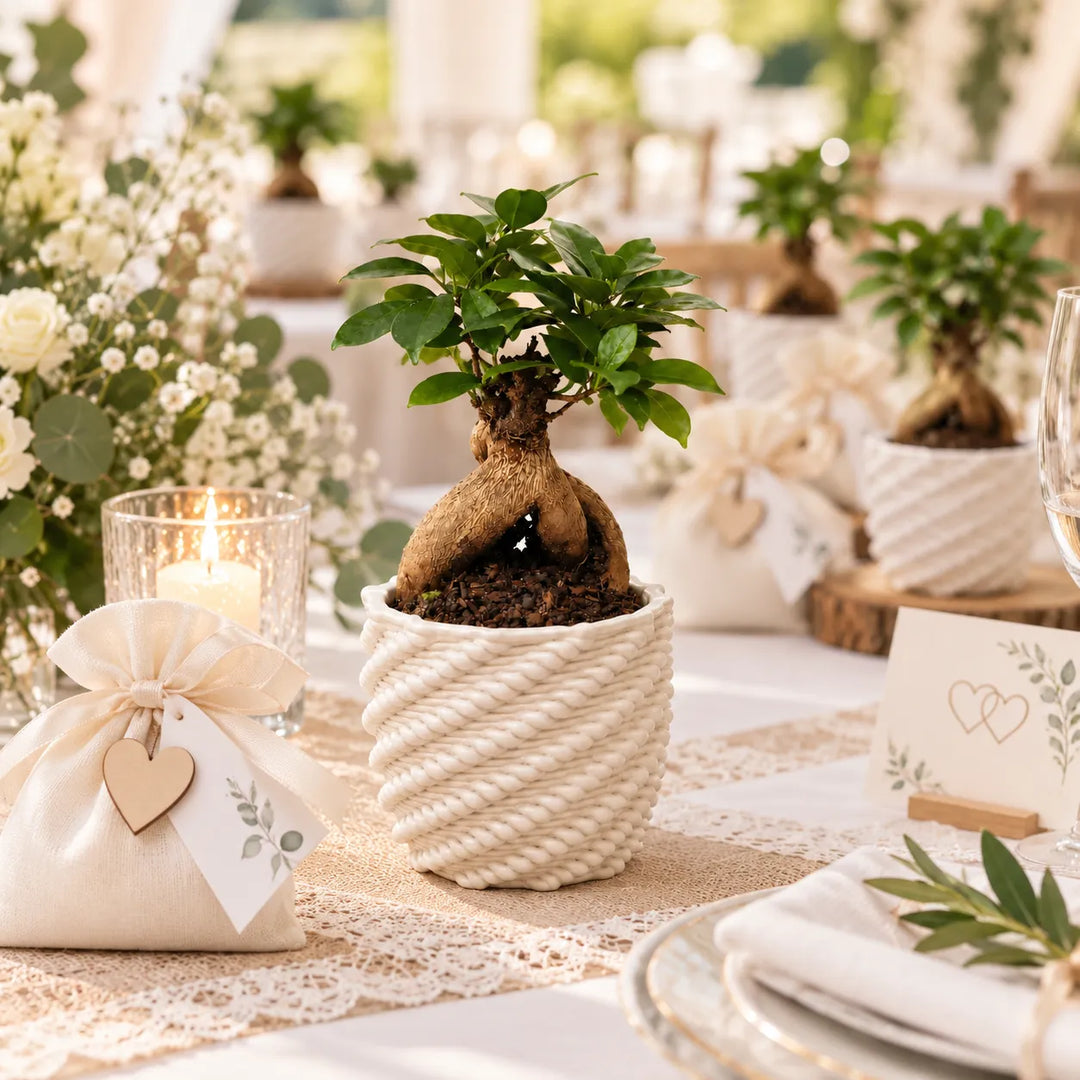 Bonsai Ficus ginseng in vaso Carina bianco su tavola allestita, bomboniera per cerimonie