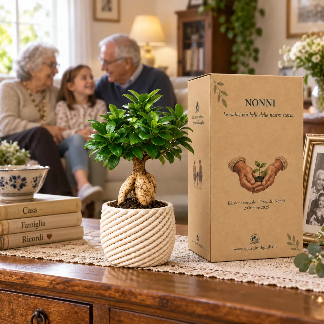 Bonsai Ficus Ginseng in vaso artigianale Carina D.14 cm in argilla con scatola regalo Festa dei Nonni, ambientato in casa