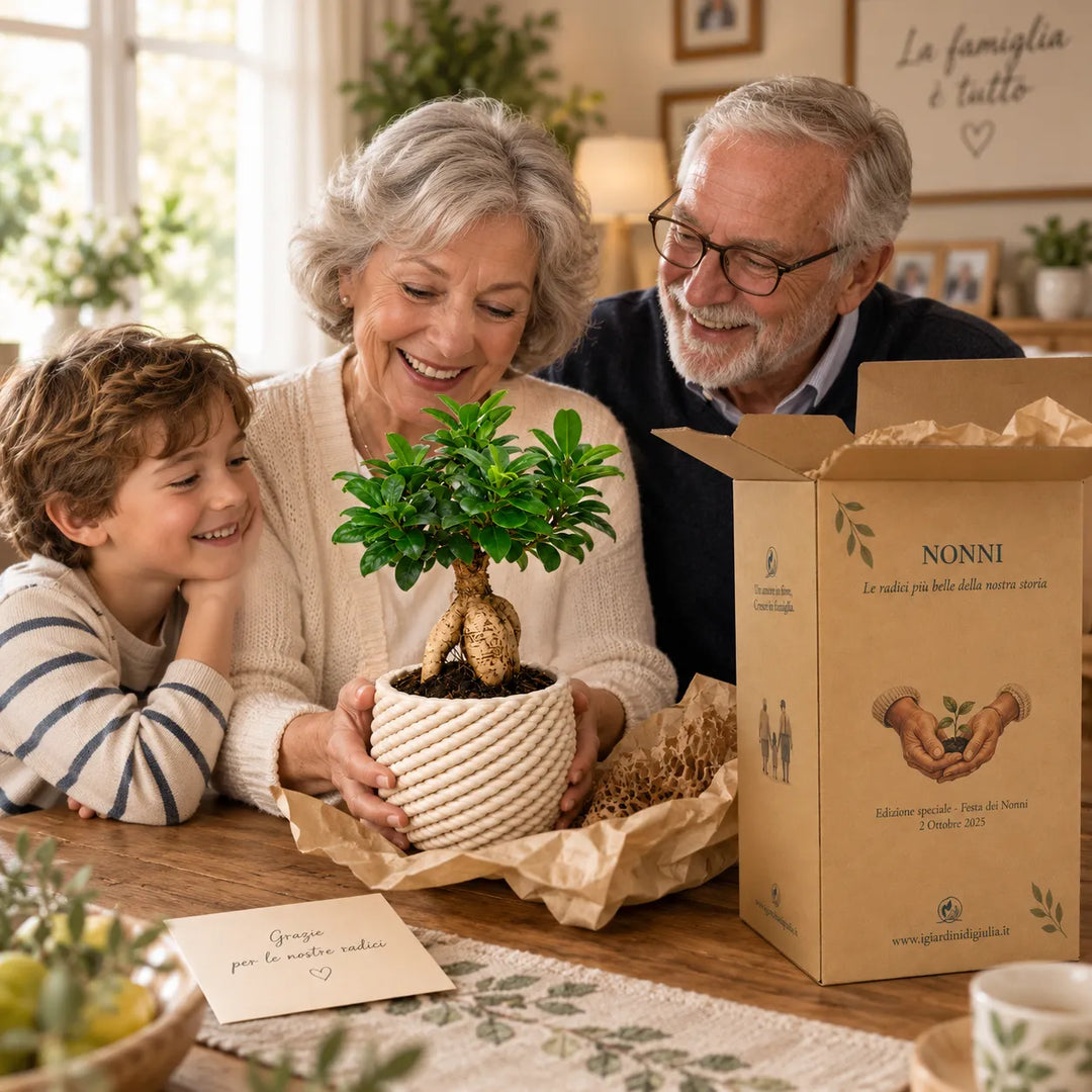 Nonni e nipote scoprono il Bonsai Ficus Ginseng in vaso artigianale Carina D.14 cm con scatola regalo dedicata