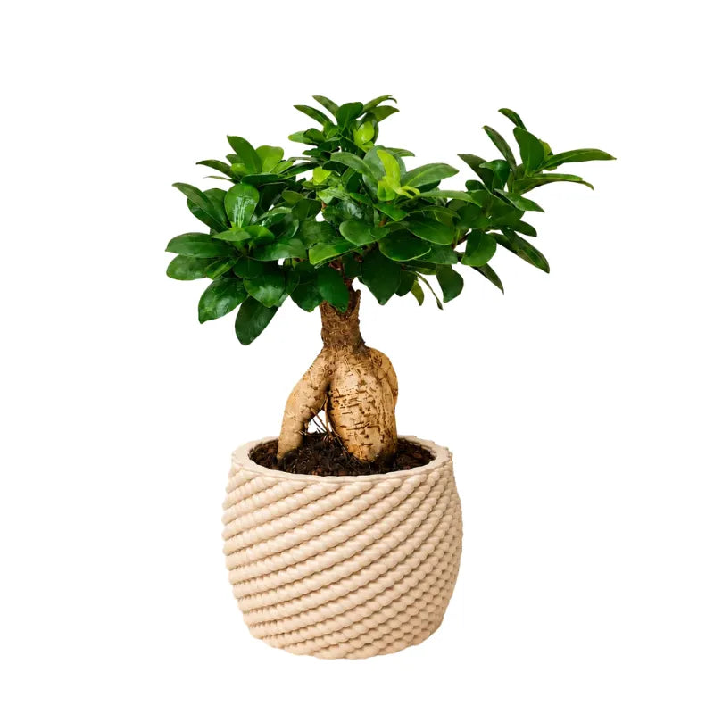 Bonsai Ficus Ginseng con vaso Carina D.14 cm in argilla su sfondo bianco, ideale come pianta regalo per i nonni