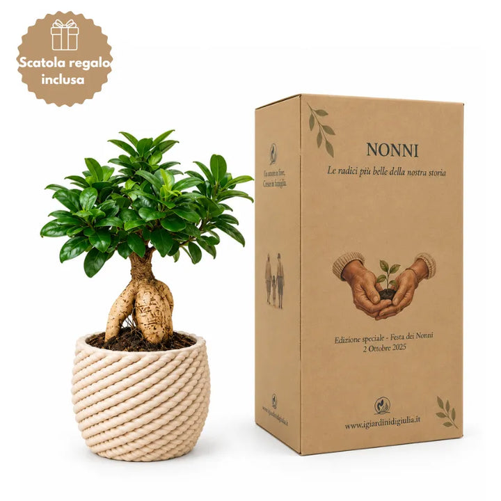 Bonsai Ficus Ginseng in vaso Carina D.14 cm in argilla con scatola regalo inclusa edizione speciale Festa dei Nonni