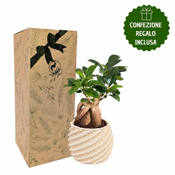 Bonsai Ficus Ginseng in vaso artigianale Carina con confezione regalo inclusa, idea regalo green elegante e originale