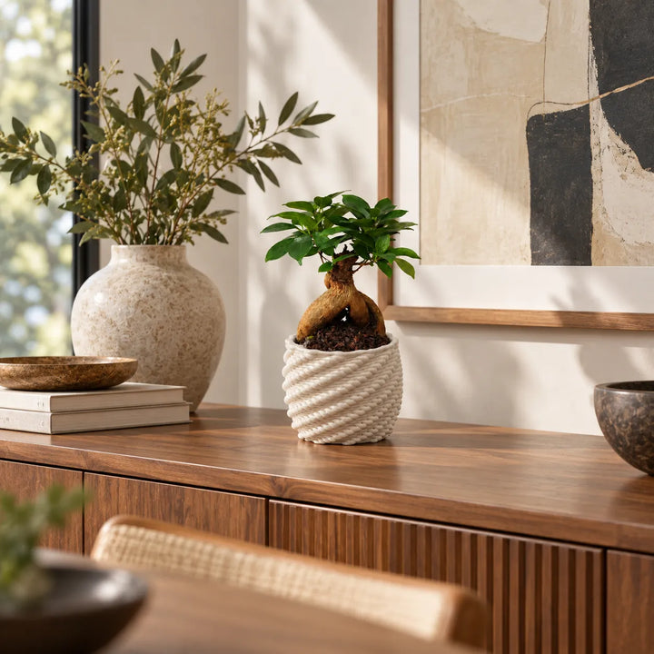 Bonsai Ficus Ginseng in vaso artigianale Carina bianco, posizionato su mobile in legno in un soggiorno moderno