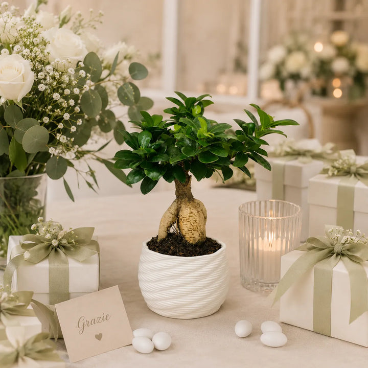 Bonsai Ficus Ginseng in vaso artigianale bianco Carina da 14 cm in argilla, ideale come bomboniera green elegante per matrimoni ed eventi.