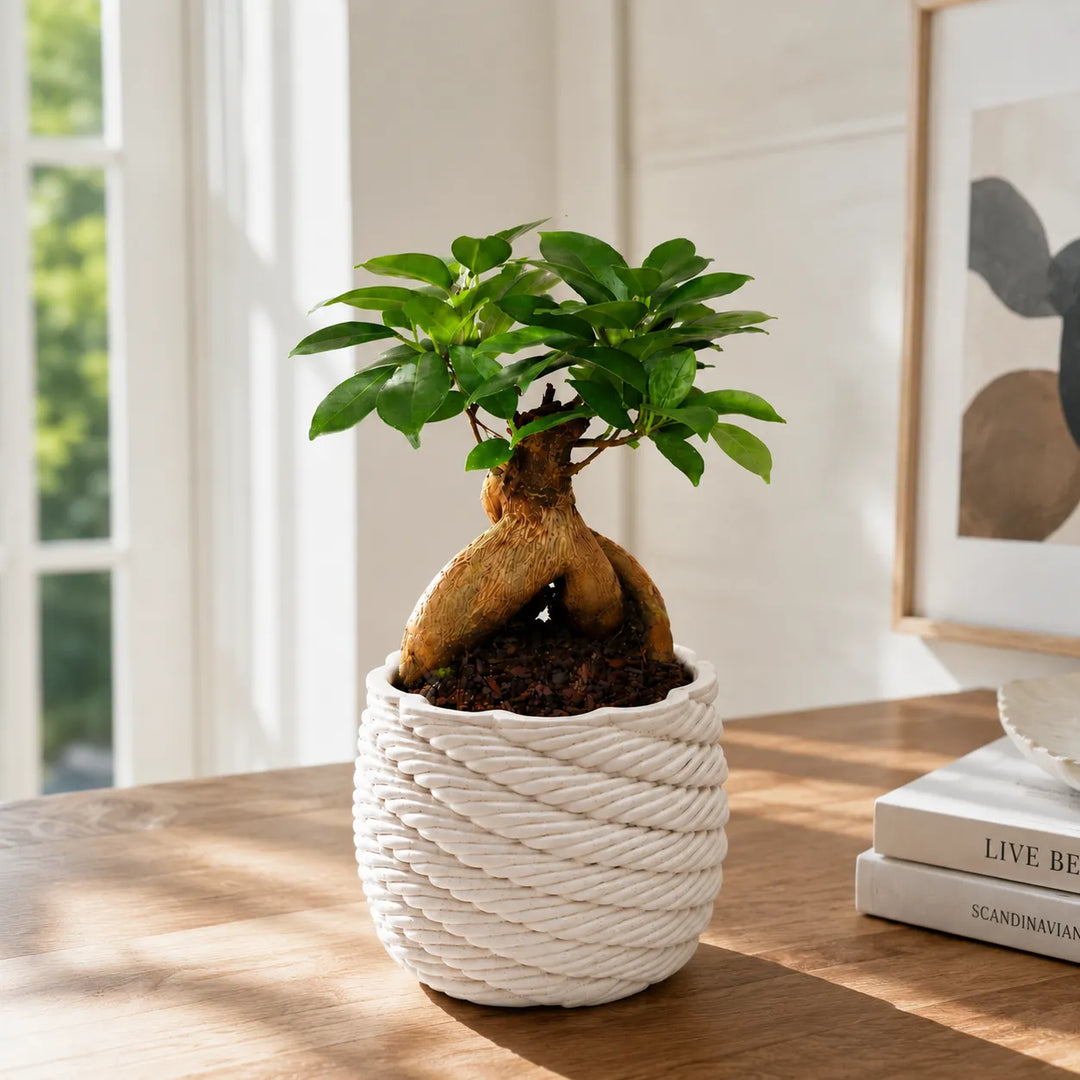 Elegante Bonsai Ficus Ginseng con fogliame verde lucido e tronco ornamentale in vaso artigianale Carina, esposto su tavolo in legno in ambiente luminoso.