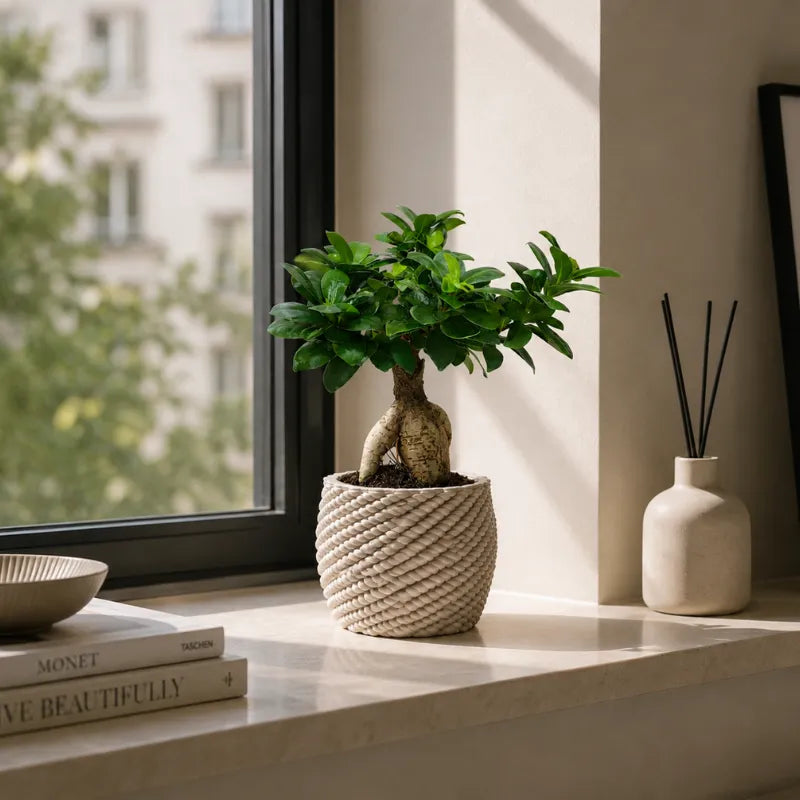 Bonsai Ficus Ginseng con tronco caratteristico e foglie verdi lucide in vaso di ceramica artigianale Carina accanto a una finestra luminosa.