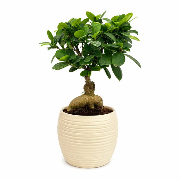 Bonsai ficus ginseng in vaso Sally D.13 H.33 cm