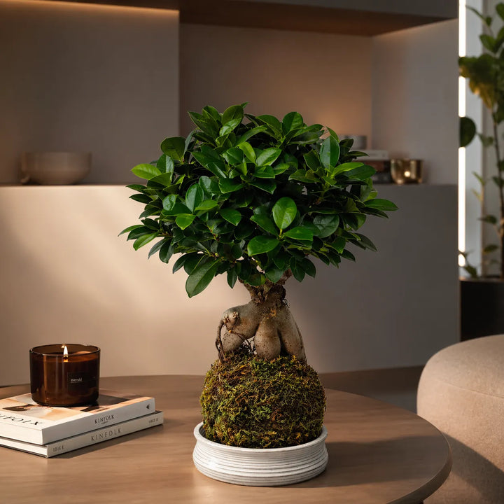 bonsai ficus ginseng su tavolo con candela e libri in ambiente moderno
