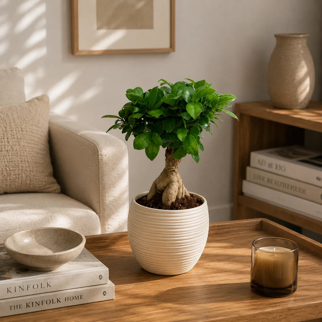 Pianta bonsai Ficus Ginseng in vaso Sally beige appoggiata su tavolino accanto a libri e candela decorativa.