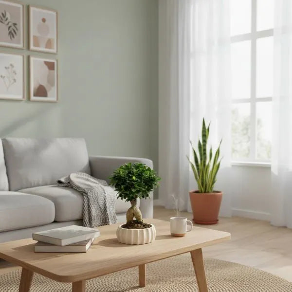 Bonsai Ficus Ginseng - vista ravvicinata della pianta in vaso ovale Dioniso, ideale come decorazione da interno