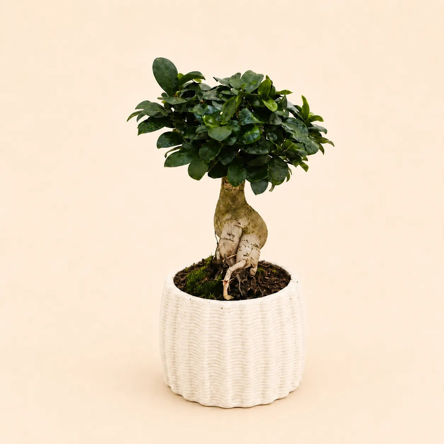 Bonsai Ficus Ginseng con radici decorative in vaso di ceramica artigianale Dioniso bianco, ideale come pianta da interno elegante e bomboniera green.