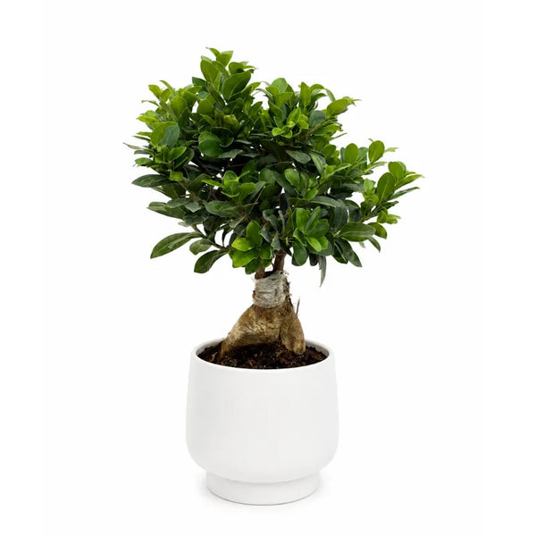 Bonsai ficus ginseng in vaso Sweet D.17 H.50 cm